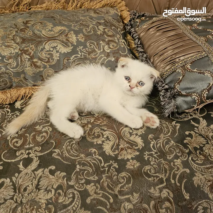قطط راغدول مكس سكوتش