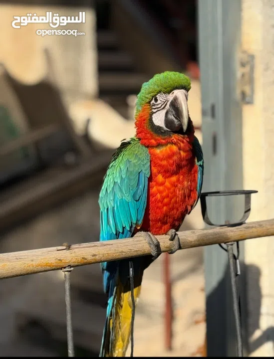 ارة هارلي كوين