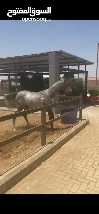 مهره عربيه مسجله عمرها سنه واربع شهور للبيع