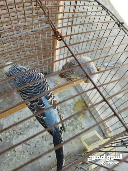 طيور حب هوجو رومو وبناديق هولندي انجليزي وطيور كوكتيل للبيع
