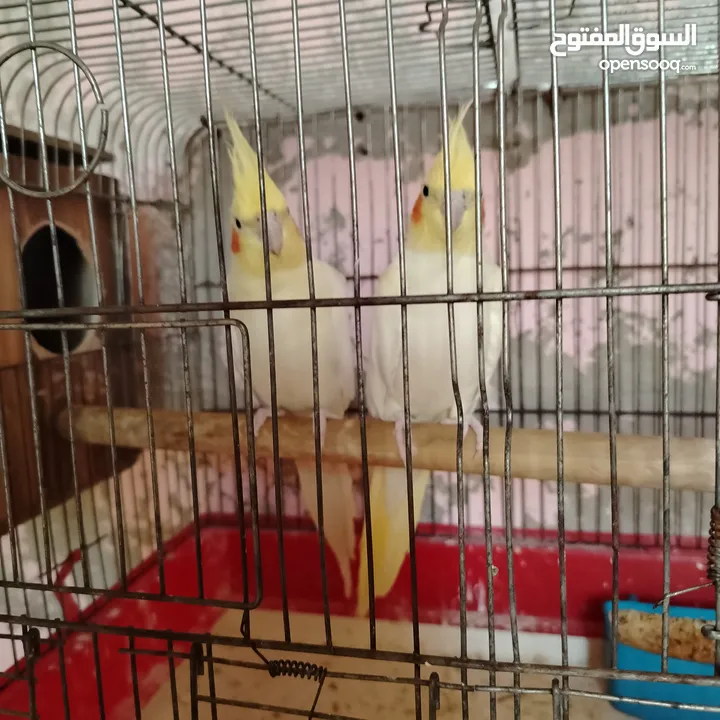 جوز كوكتيل لاتينو