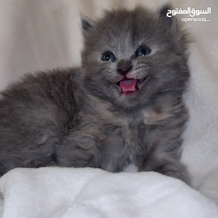 قطط سكوتش فولد