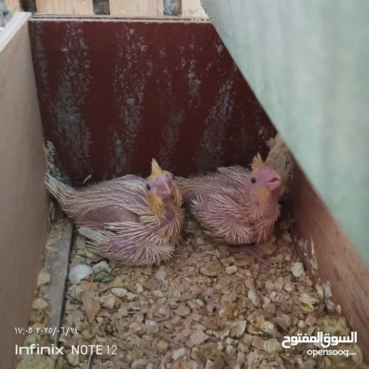 طيور كوكتيل فراخ للزق اليدوي