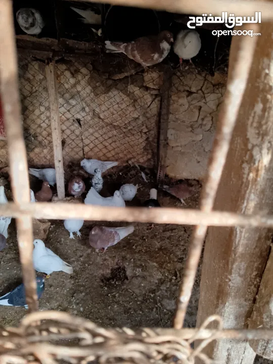 حمام للبيع في الزرقاء العالوك بجانب بقالة الصقر التواصل عبر الواتس اب