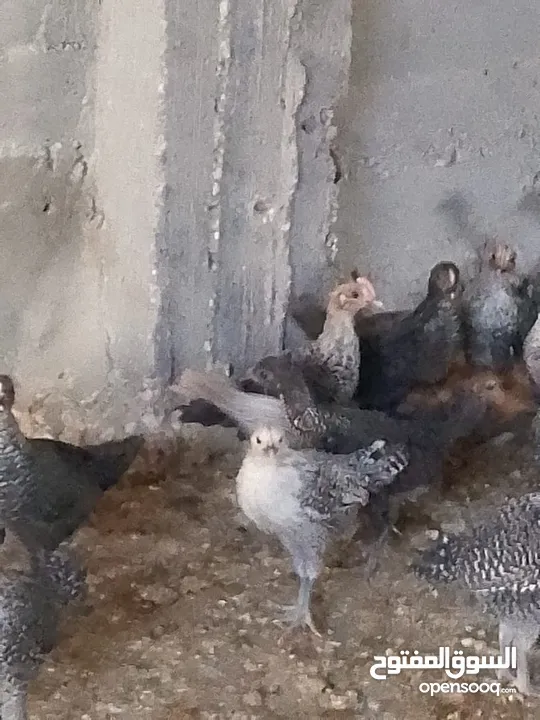 فرخات دجاج عمر شهر ونص