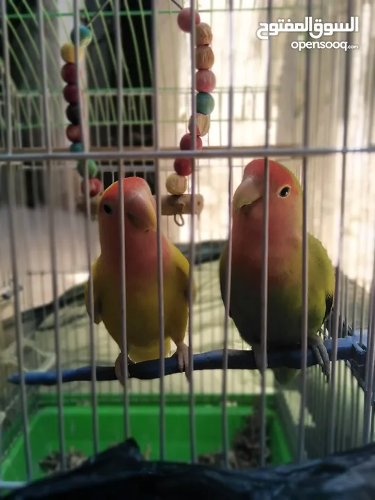 جوز روز بصحه ممتازه الانثى لاتينو عين حمره والذكر الاخضر ................................