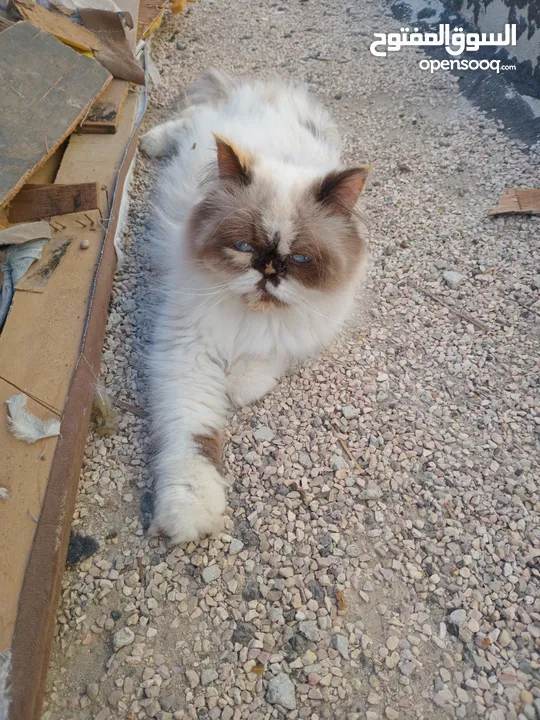كيتن راغدول
