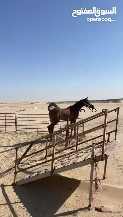 حصان بلدي عمره سنتين و شهور