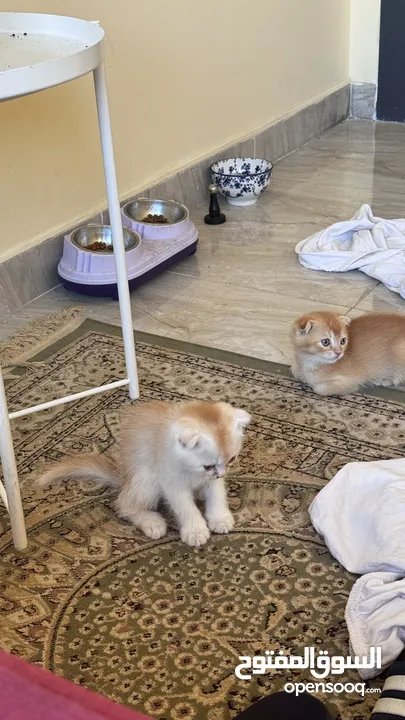 Golden and blue folded Scottish cat  جولدين سكوتش فولد عمر ثلاث شهور مستوى خارق