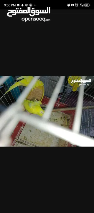 جوز حب هوجو روم لاتينو منتج للبيع او للبدل علا جوز كنار +انثايت ببغاء كوكتيل حبشي الاليفه للبيع