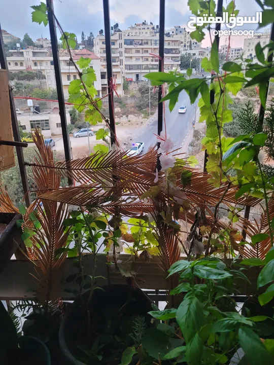 شقه للبيع او البدل
