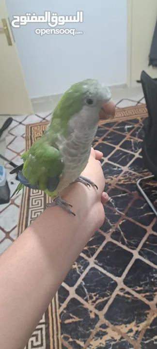 Quaker parrot tamed with cage