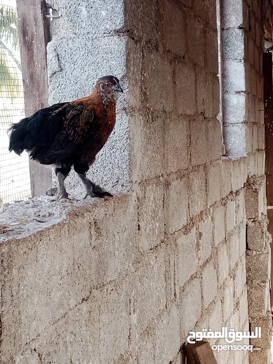 دجاج محلي مهجن من ديوك كوشن العملاق للبيع