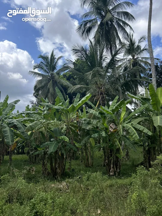 مزرعة في Zanzibar  مايقرب الطول 3كيلو والعرض 2 كيلو