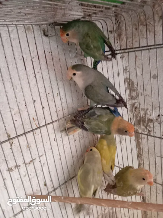 بعد الصلاه ع النبي يوجد مجموعة طيور روز البينو وألوان  طفرات بتجنن طيور حلوه اقرأ التفاصيل في الوصف