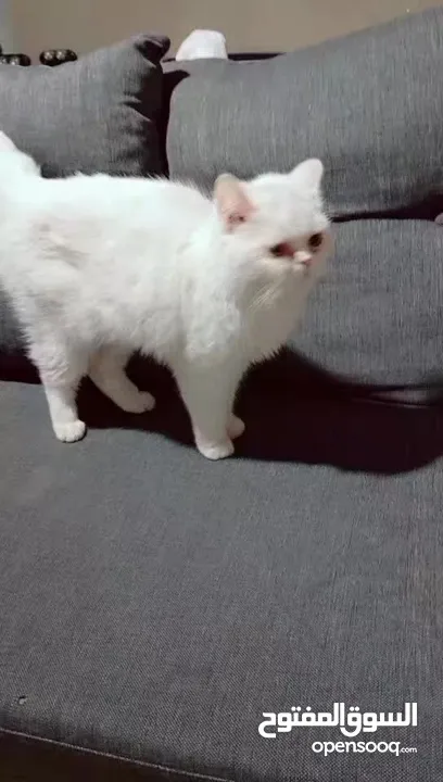 قطة هملايا اورنج لون ابيض عمر سنه وشهر هادئة لعوبة