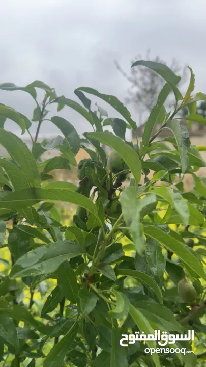 بيجو بارتنر تيبي