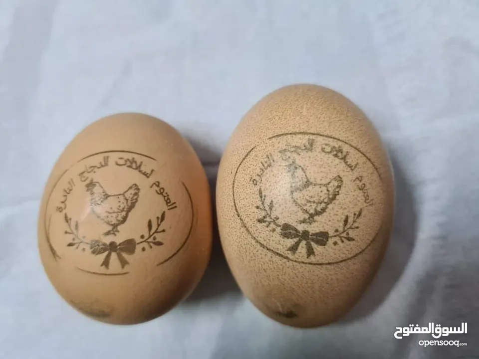 بيض مخصب و صيصان لسلالات دجاج نادره على مستوى العالم
