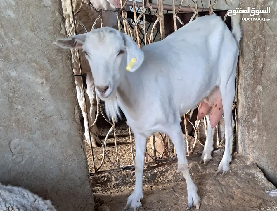 عنز سناين ماعز بينو ماعز حليب عليها ختم اوكرانيا