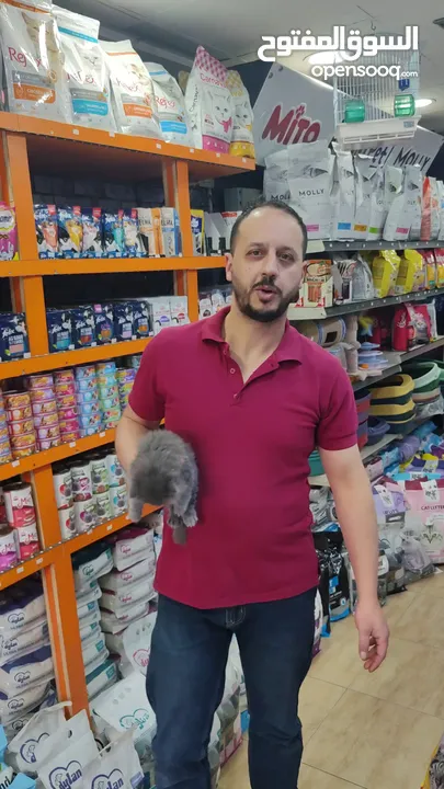 قطط بريتش ذكر العمر شهرين ، تابع الريلز قبل ما يروح العرض عليك و شوف البكج