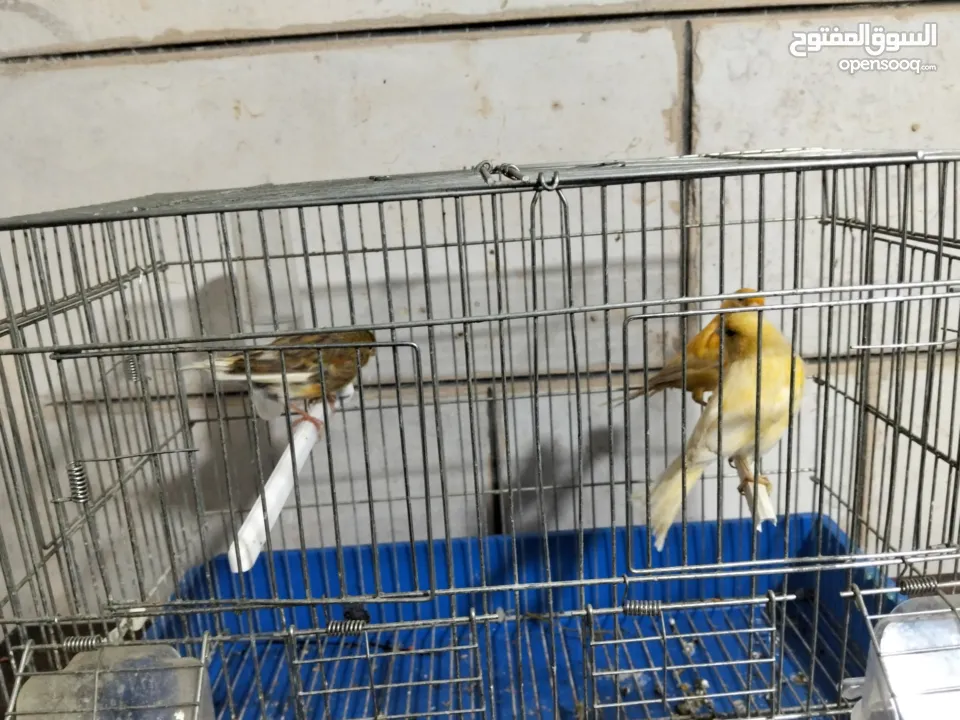 متاح بعد الصلاه على النبي كنار ذكور و اناثي المعني اقرا الوصف