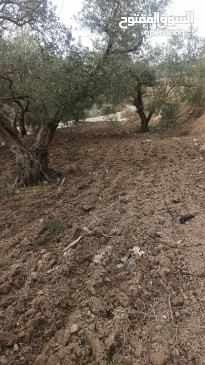 القبة الذهبية اراضي بلعا دير الغصون