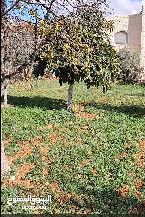 700 متر للبيع ضاحية الزيتون