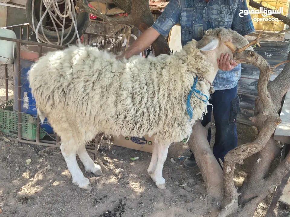 تيس غنم عساف للبيع شغال