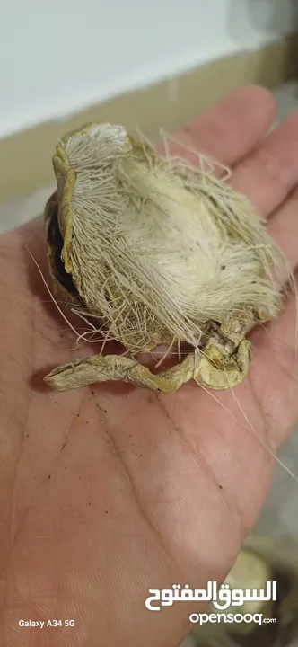 صرة مسك غزال اصلي نادر