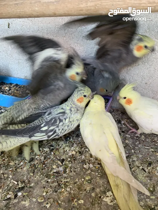 طيور كوكتيل جميع الآوان اصفر رمادي مشجر