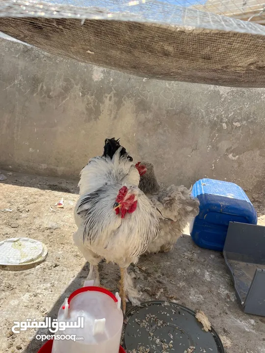 جاجتين براهمه وديك براهمه وصوص بلدي