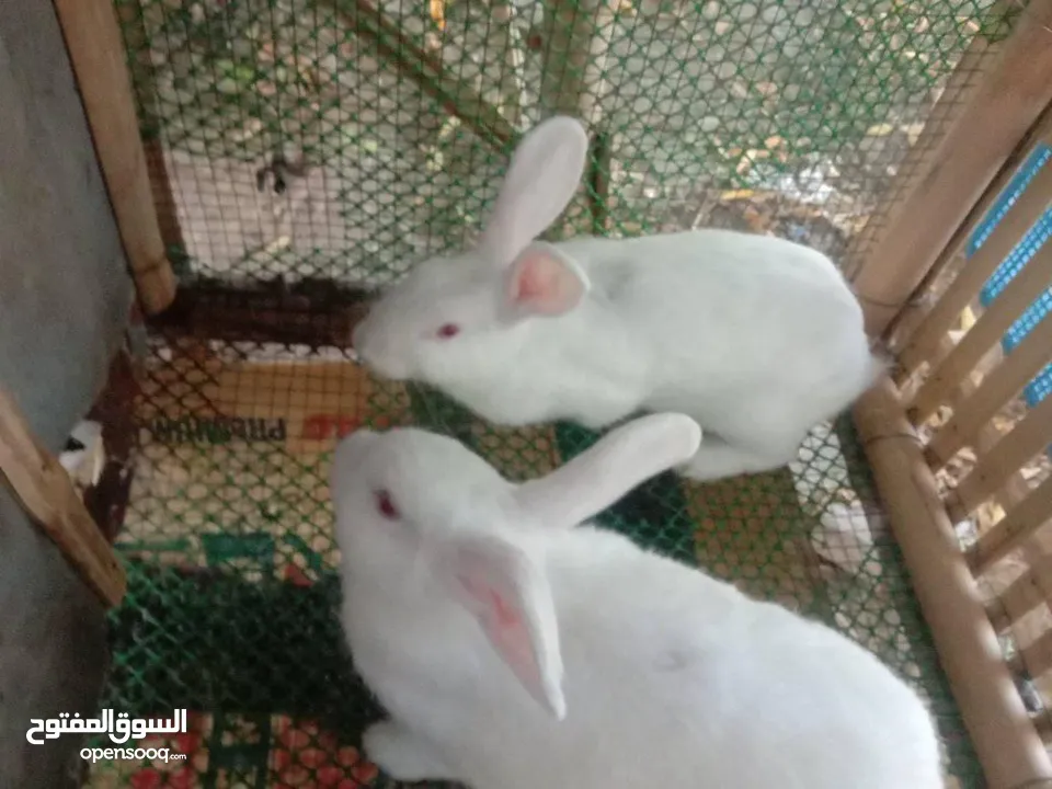 We have Rabbits available now