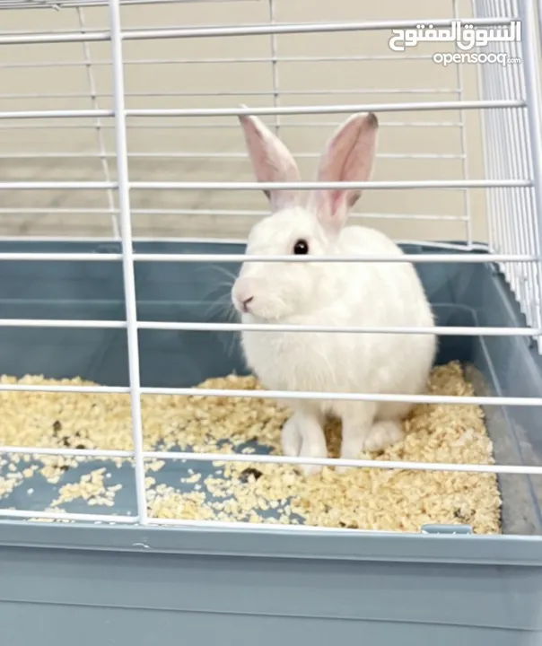 Selling a Dwarf Rex Mix Rabbit