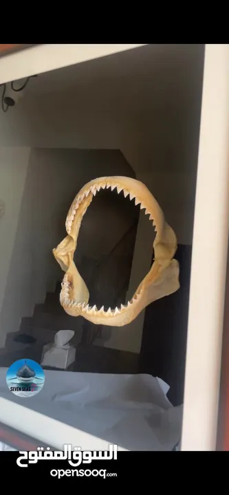 إطار فك المفترس نادر للبيع. القرش.     Jaws frame for sale. Shark