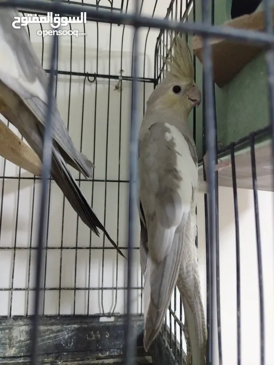 جوز ببغاء كوكتيل شغال جوز الطيره اجنبيه ختم اجنبي والفحل بلدي بالصلاه على النبي مع قفص كاسكو