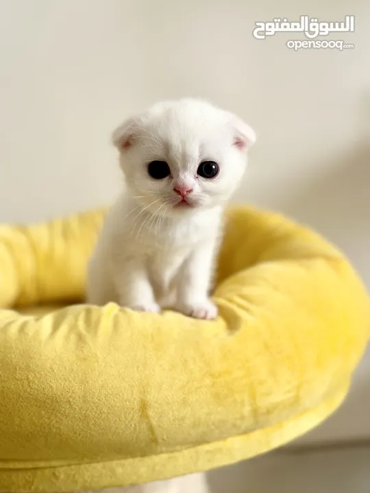 Adorable Scottish fold chinchilla kittens