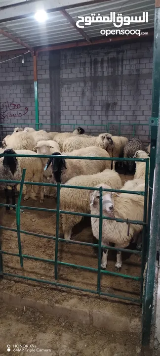 خرفان روماني