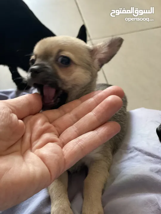 Toy Chihuahua