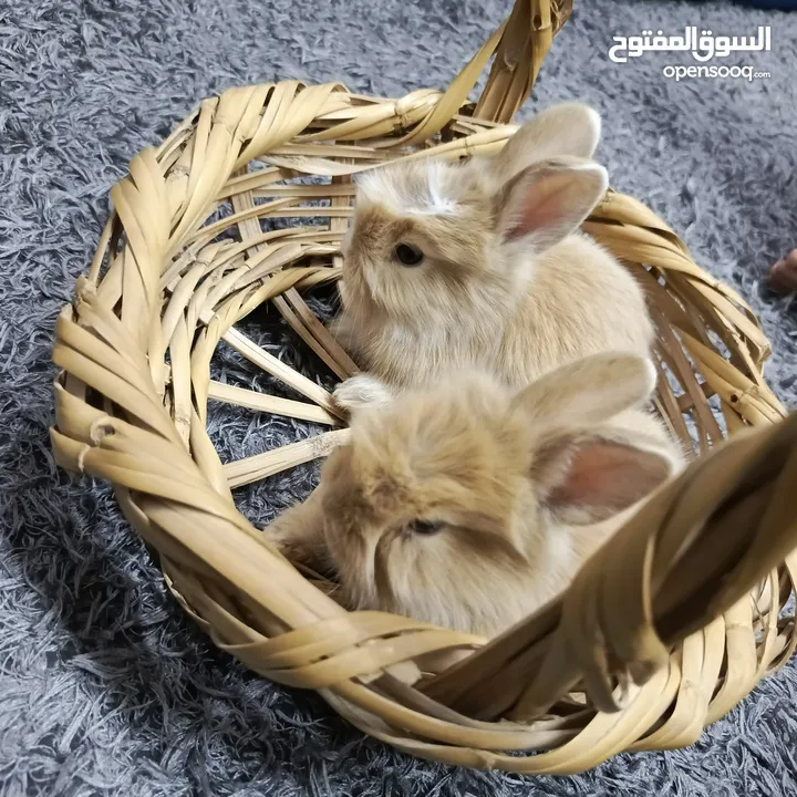 أرانب نوع تيدي بير لطيفة جدا
