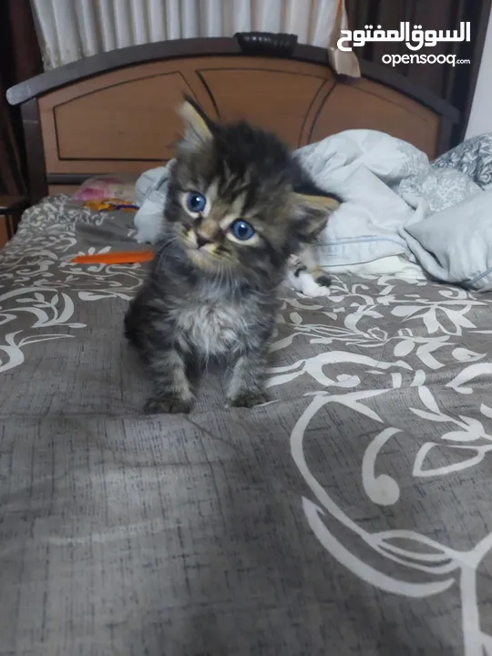 قطط كاليكو مكس شيرازي عمر شهرين
