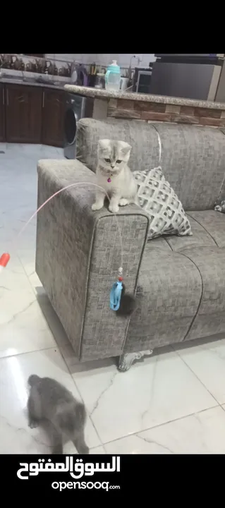 قطط سكوتش سلفر شيدد وسكني