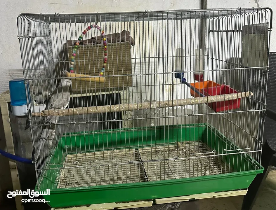طيور كوكتيل