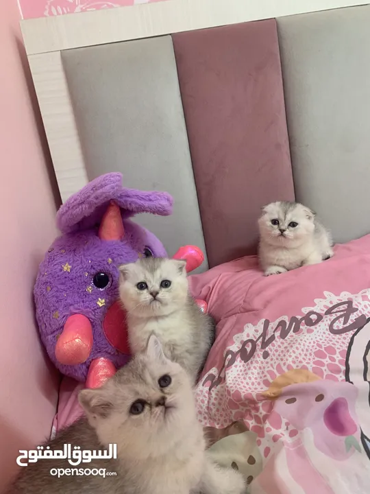 Scotch fold kittens