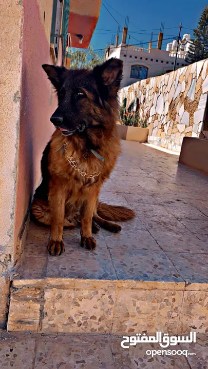 جيرمن شيبرد german shepherd