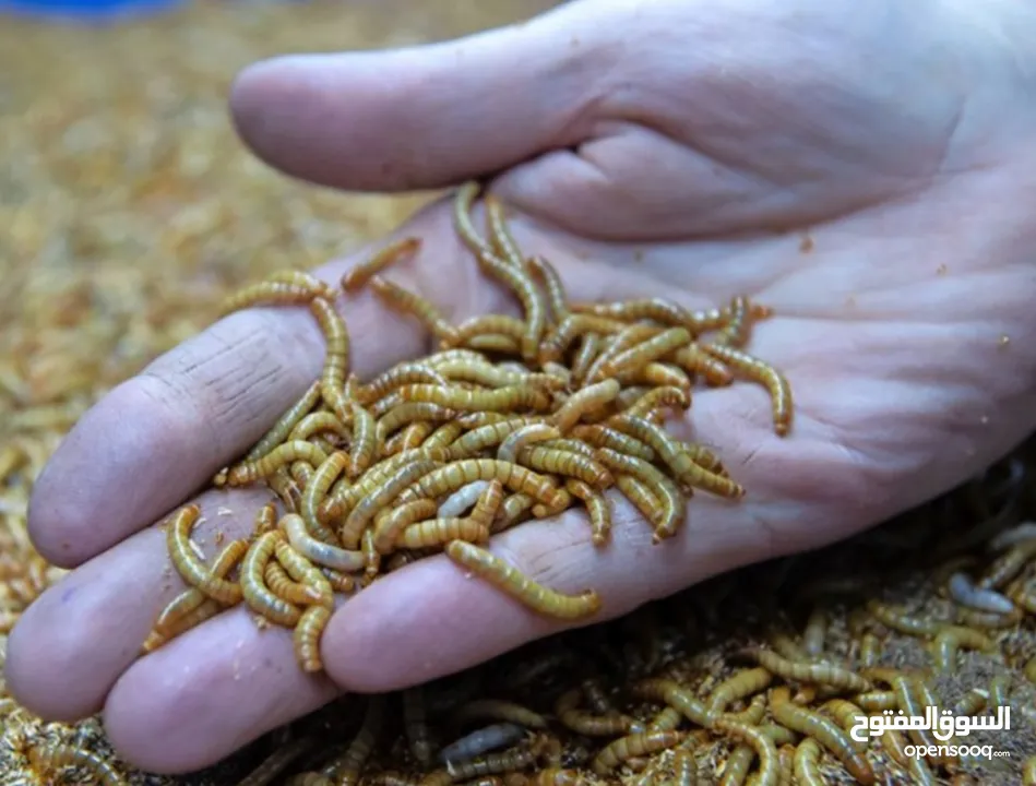 Live Mealworm for sale ( Limited stock )
