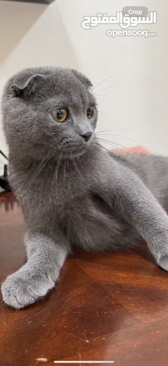 British shorthair and Scottish fold(gray)