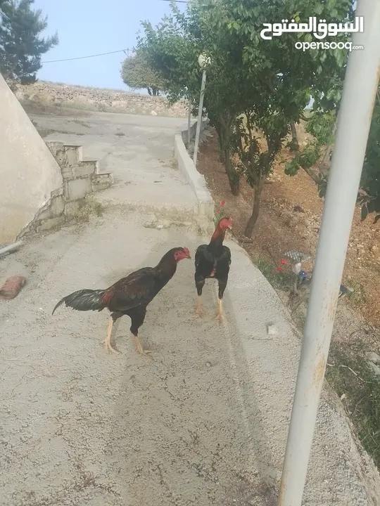 دجاج باكستاني