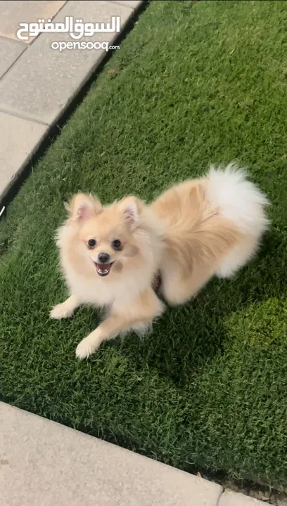 Pomeranian mini