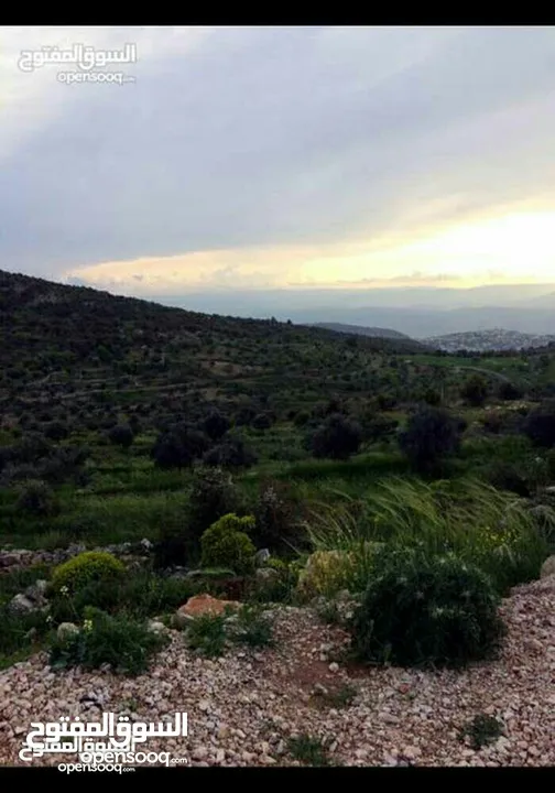 قطعة أرض مميزة في عجلون مطلة على جبال فلسطين مفروزة بقوشان مستقل من المالك مباشرة