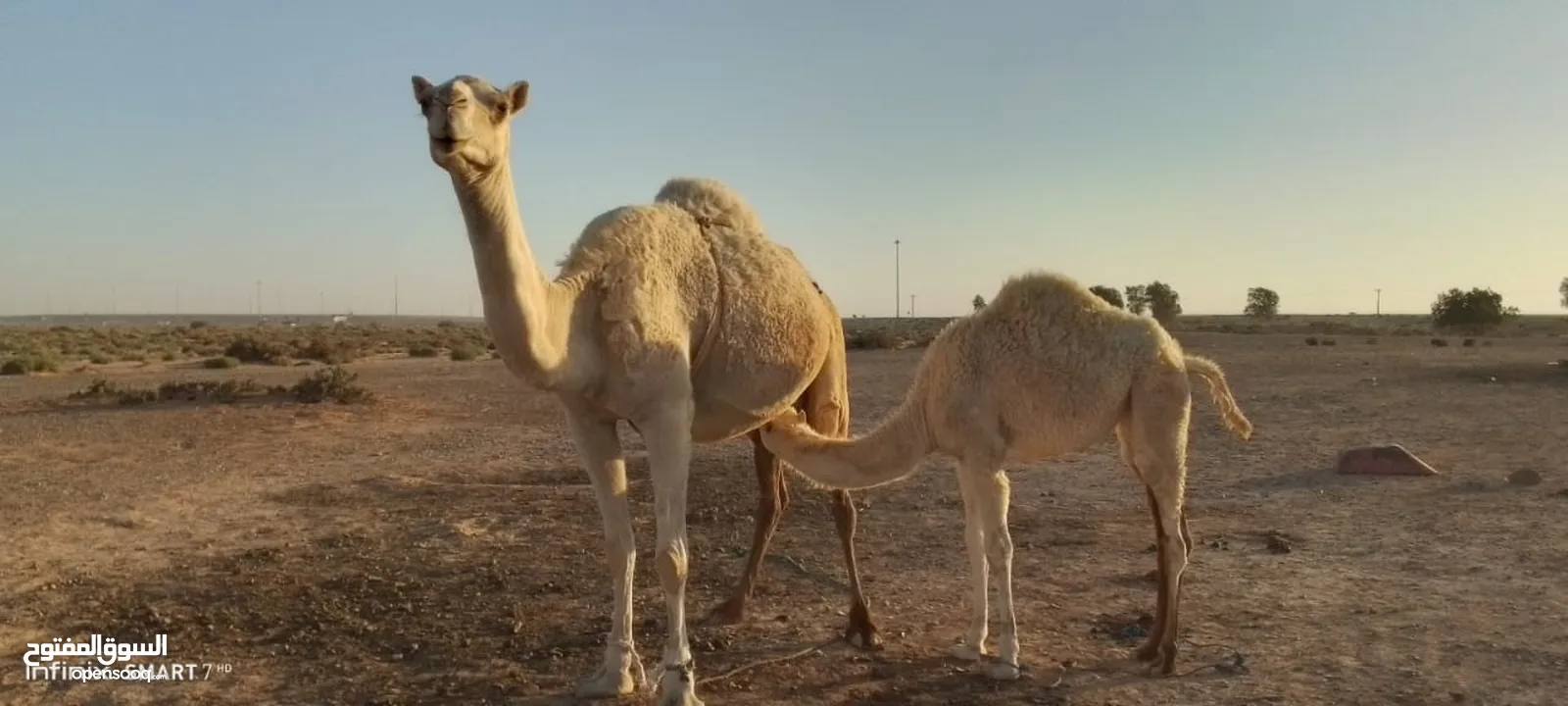 ناقه للبيع طيبة تحتها بكره ام ثالث